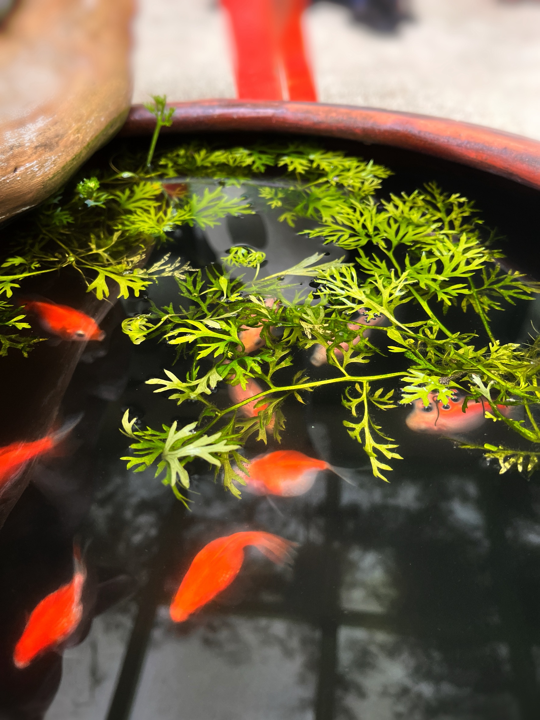 圓缸中的金魚與水生植物